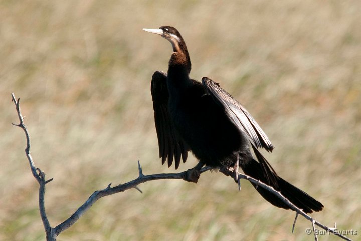 DSC_4022.jpg - African Darter