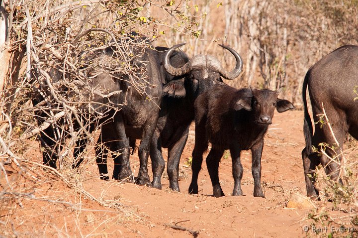 DSC_4040.jpg - Buffalos