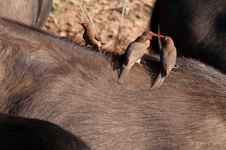 DSC_4044.jpg - Red Billed Oxpeckers