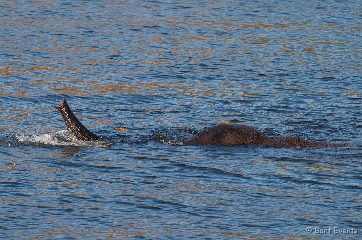 DSC_4054.jpg - submerged elephant