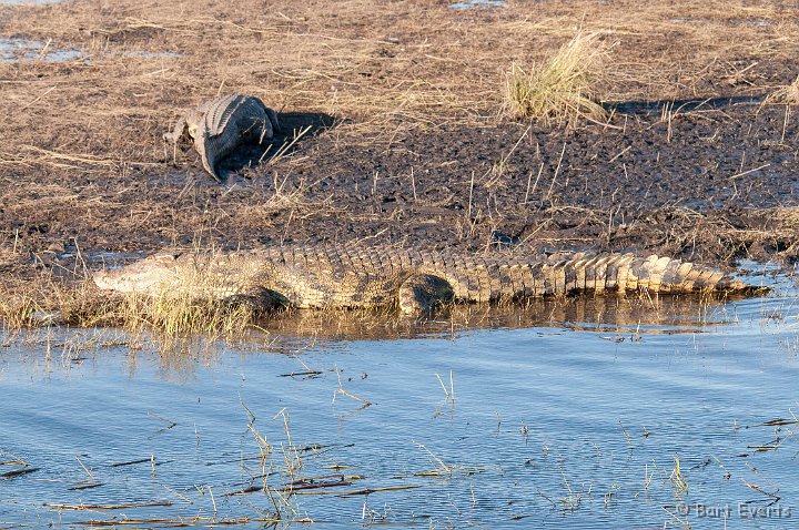 DSC_4067.jpg - Nile Crocodile