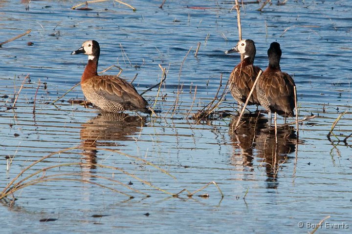 DSC_4068.jpg - White-faced whistling ducks