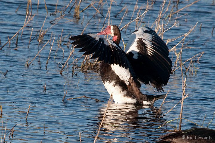 DSC_4070.jpg - Spur-winged goose