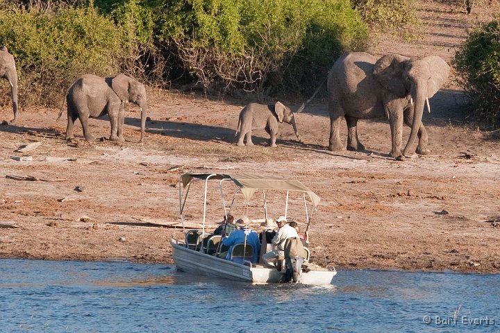 DSC_4077.jpg - Elephants