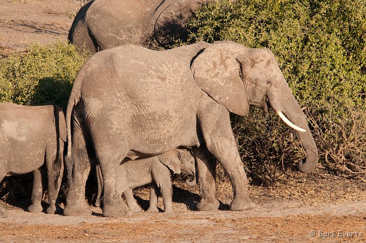 DSC_4084.jpg - Elephants