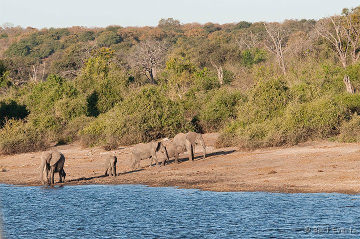 DSC_4089.jpg - Elephants