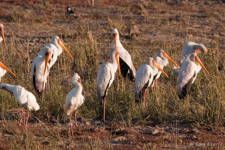 DSC_4093.jpg - Yellow-billed storks