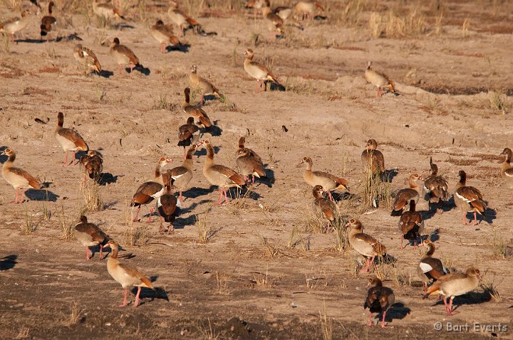 DSC_4102.jpg - Egyptian geese