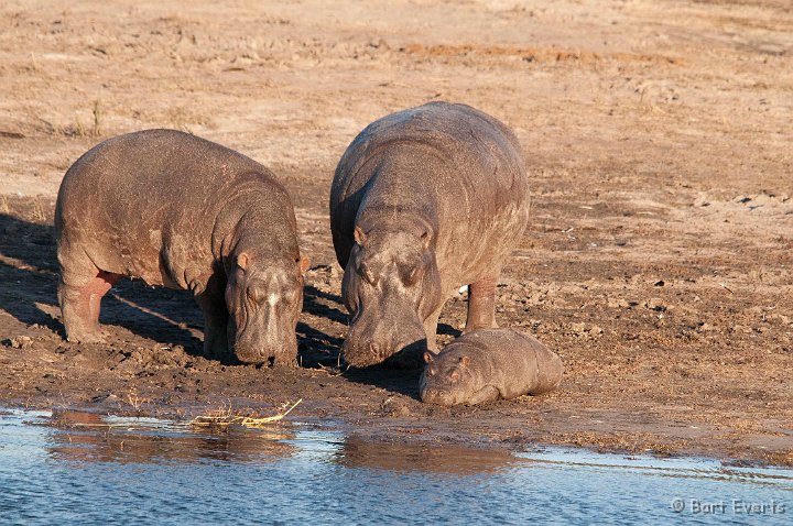 DSC_4103.jpg - Hippo Family