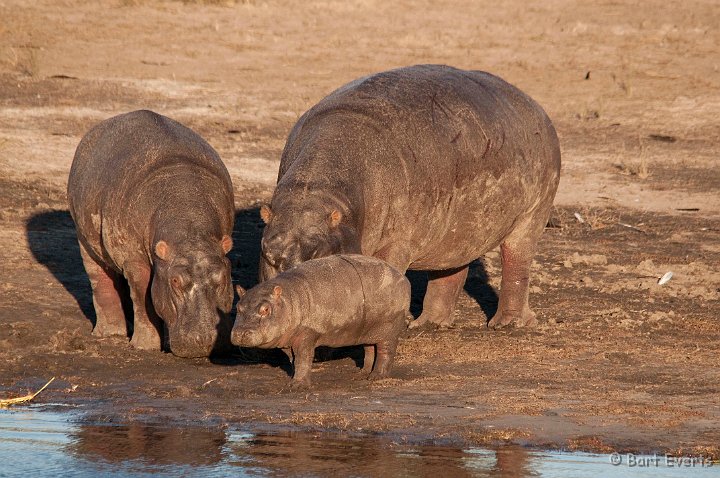 DSC_4107.jpg - Hippo Family