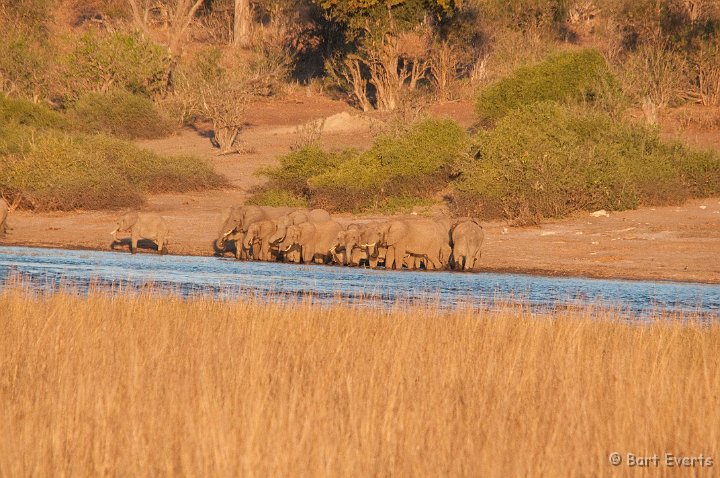 DSC_4128.jpg - Elephants