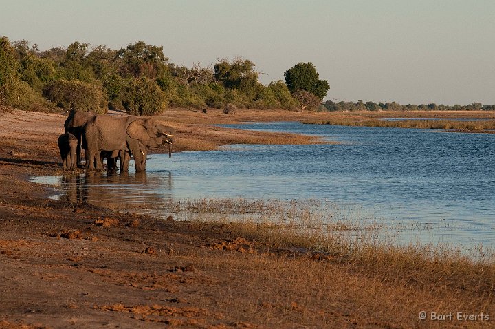 DSC_4149.jpg - Elephants