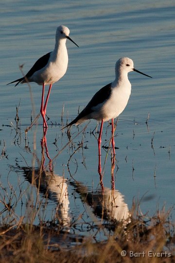 DSC_4152.jpg - Black-winged Stilts