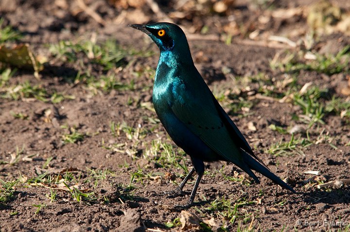 DSC_4162.jpg - Greater blue eared starling