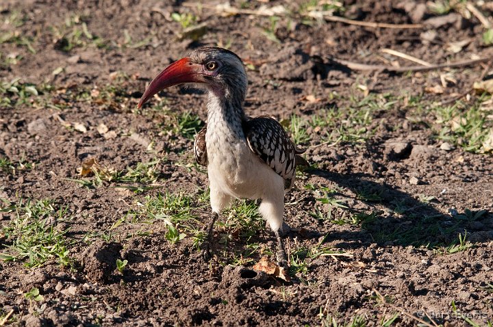 DSC_4165.jpg - Southern Red-billed Hornbill