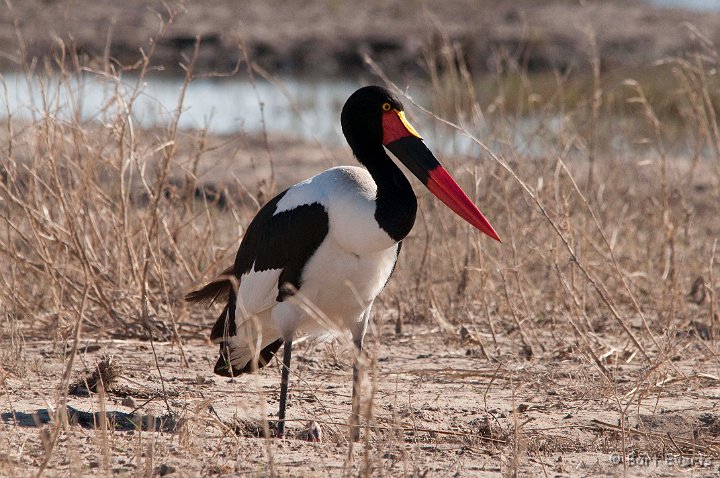 DSC_4169.jpg - Saddle-billed stork