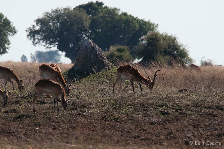 DSC_4171.jpg - Southern Lechwe