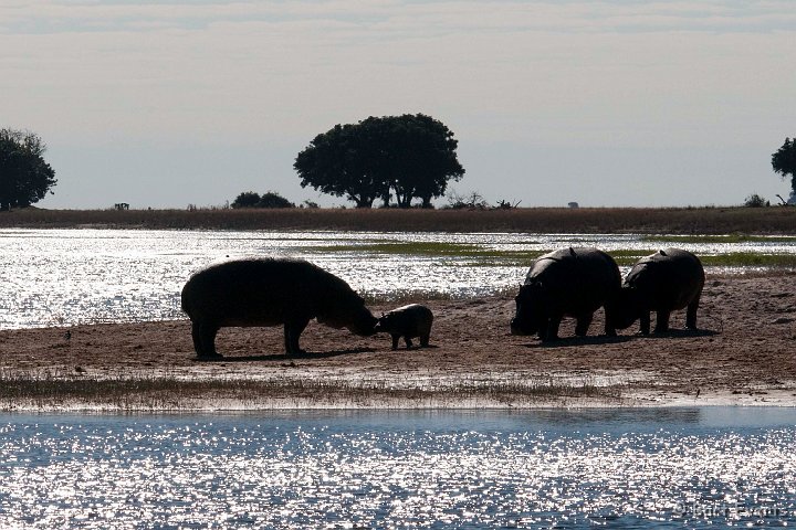 DSC_4175.jpg - Hippos