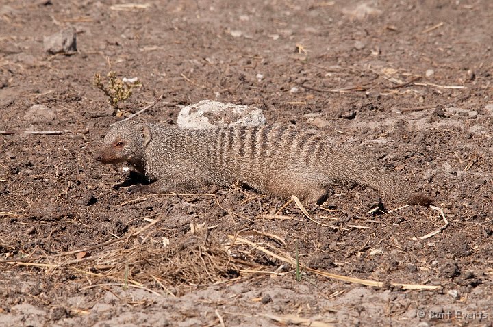 DSC_4178.jpg - Banded Mongoose