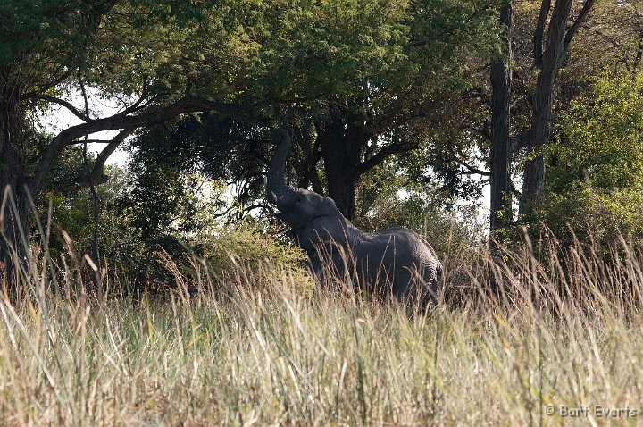 DSC_4327.jpg - Elephant on the shore