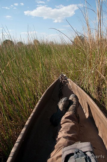 DSC_4338.jpg - thick reeds