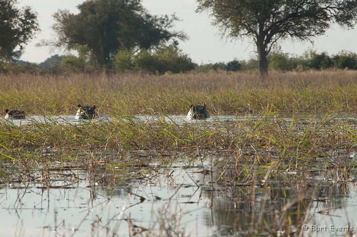 DSC_4348.jpg - Hippos in sight