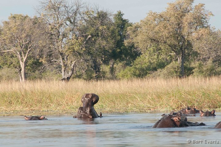 DSC_4358.jpg - Yawning Hippo