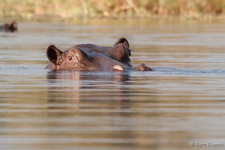 DSC_4363.jpg - hippo