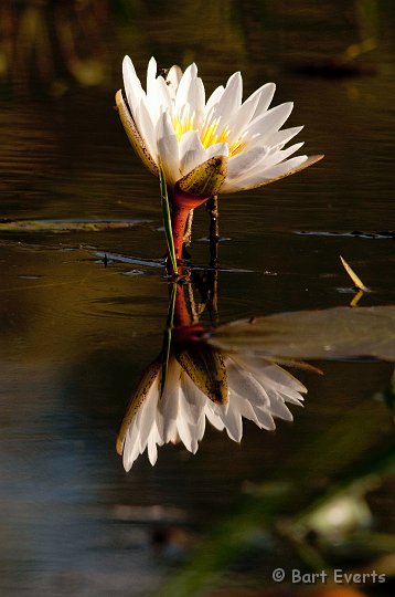 DSC_4372.jpg - Waterlilly