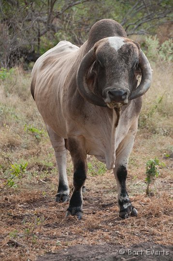 DSC_4383.jpg - Big bull walking around our camp