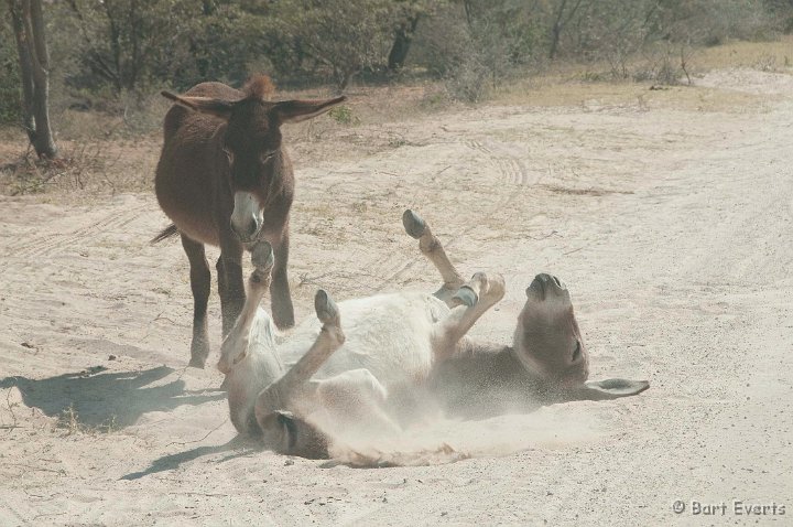 DSC_4415.jpg - dustbathing donkeys