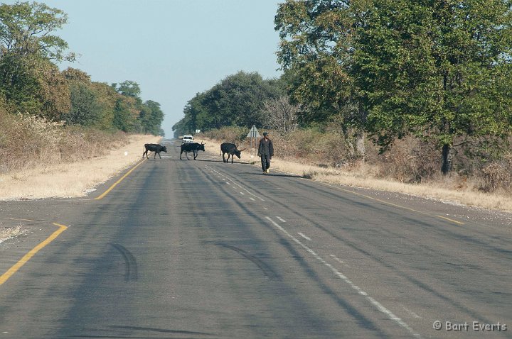 DSC_4201.jpg - Cattle crossing the road