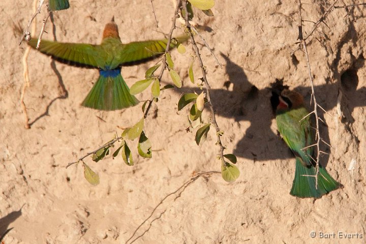 DSC_4212.jpg - white-fronted bee-eaters