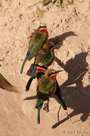 DSC_4227.jpg - white-fronted bee-eaters