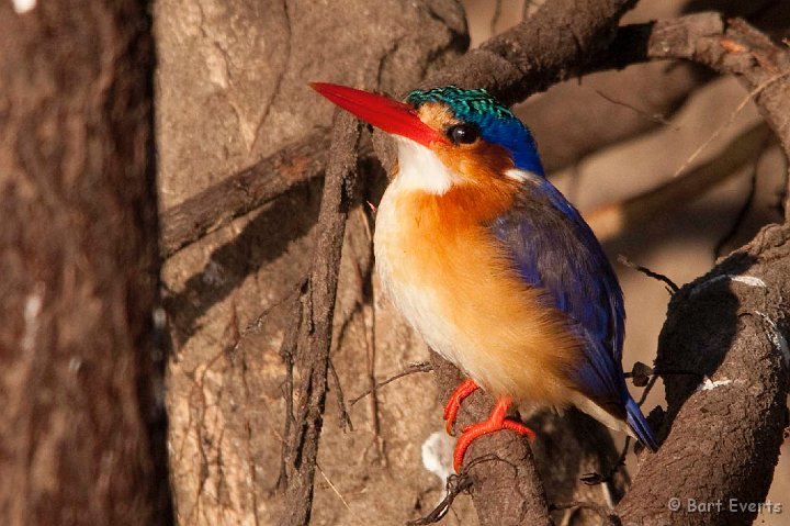 DSC_4243.jpg - Malachite Kingfisher