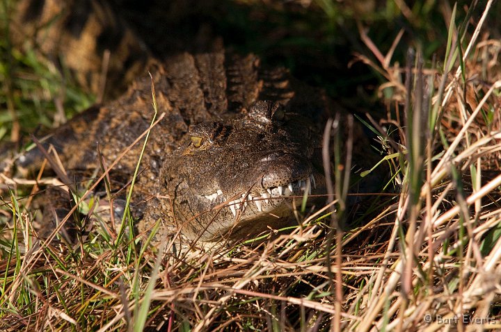 DSC_4265.jpg - Nile Crocodile