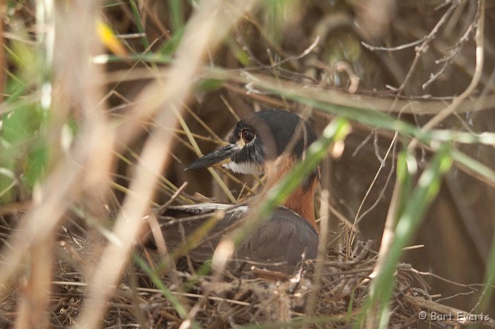 DSC_4273.jpg - The elusive white-backed Nightheron