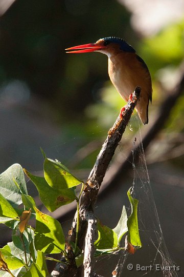 DSC_4279.jpg - Malachite Kingfisher