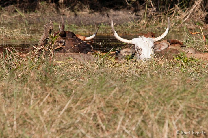 DSC_4281.jpg - Bathing Cows