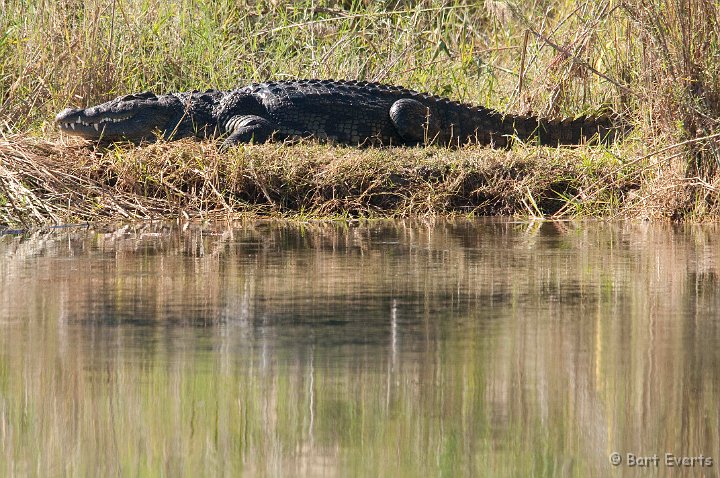DSC_4286.jpg - Nile Crocodile