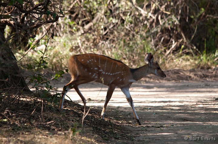 DSC_4289.jpg - Chobe Bushbuck