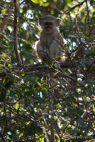 DSC_4293.jpg - Young Vervetmonkey