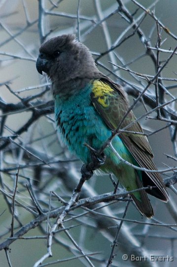 DSC_4428.jpg - Meyer's Parrot