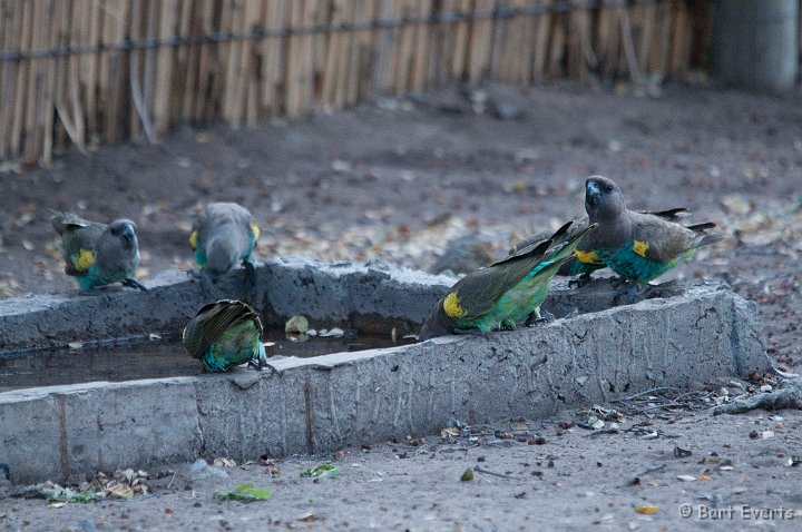 DSC_4433.jpg - Meyer's Parrot