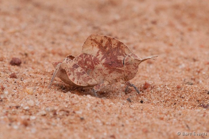 DSC_4451.jpg - Well camouflaged grasshopper