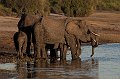 Chobe NP