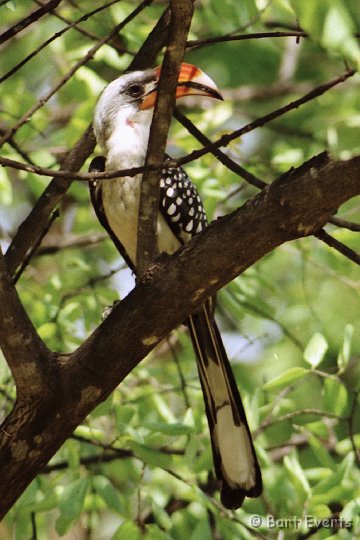 Scan10050.jpg - Jackson's Hornbill