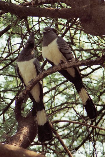 Scan10051.jpg - White-bellied Go-away bird