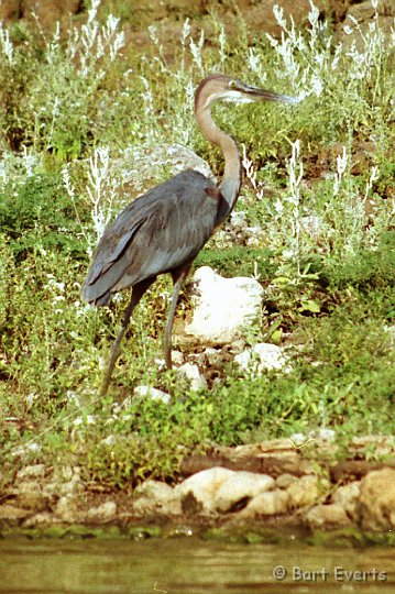 Scan20061.jpg - Goliath Heron