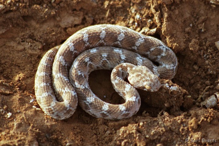 Scan20077.jpg - Small Viper